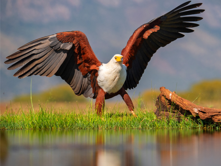 the iconic African fish eagle