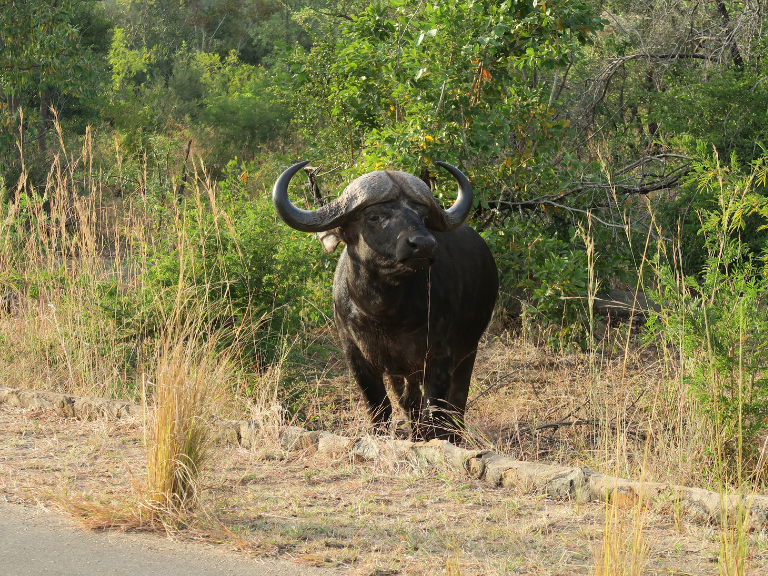 African Buffalo in South Luangwa National Park