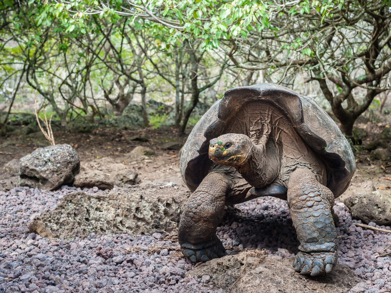 Discover-the-Best-South-America-Tours-Galapagos-Islands-Expedition