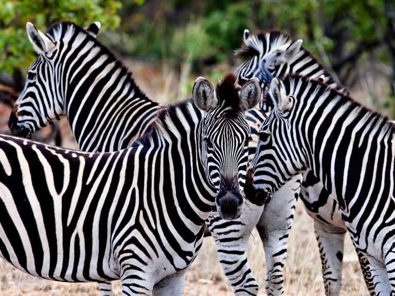 South-Africa's-flagship-safari-destination-Kruger-National-Park
