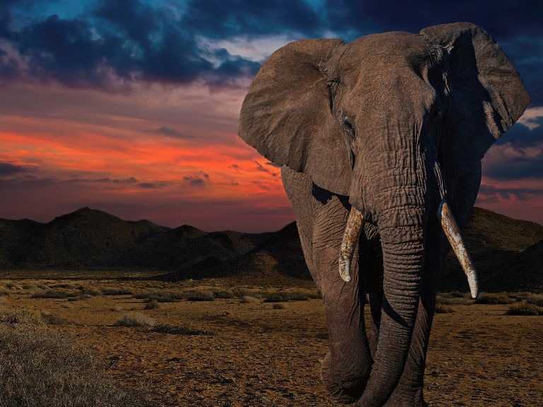 Top-10-Safari-Destinations-in-Africa