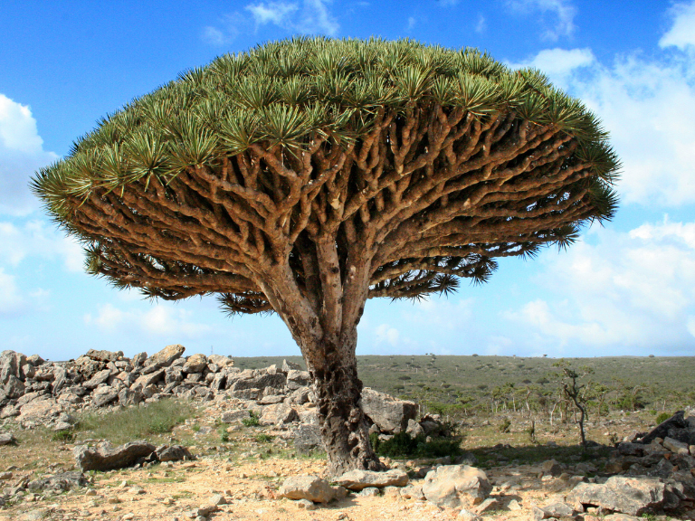 Islands of Socotra