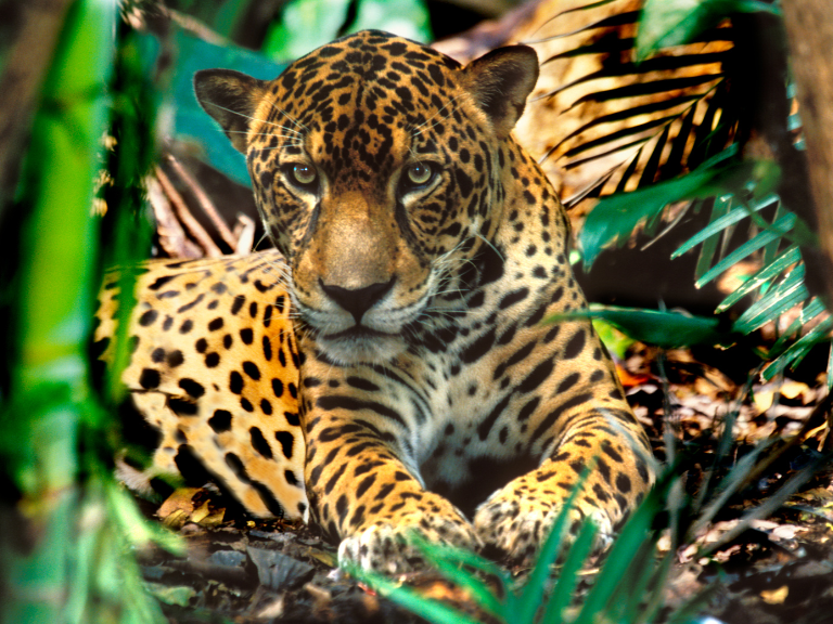 Majestic Jaguar in Tambopata National Reserve