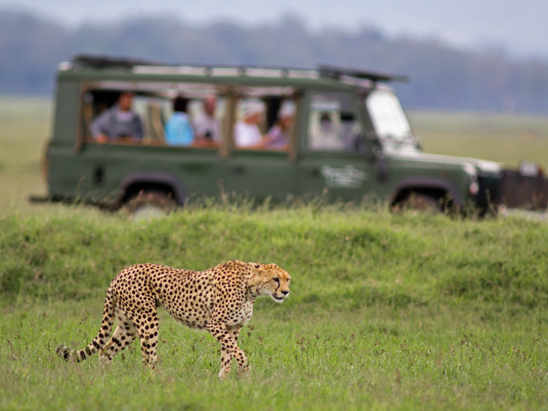 Planning Your Ideal Maasai Mara Safari Experience