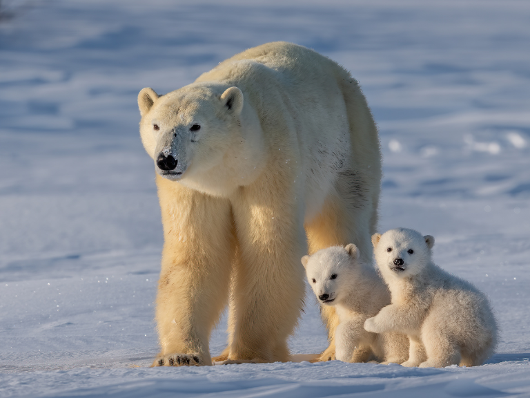 Polar Bears in Manitoba Canada with cubs