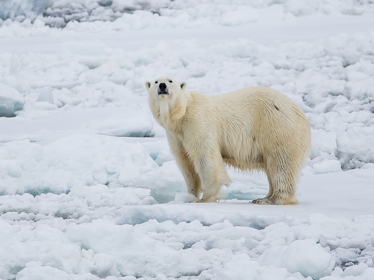 Polar Bear from the Iconic Hurtigruten Cruise