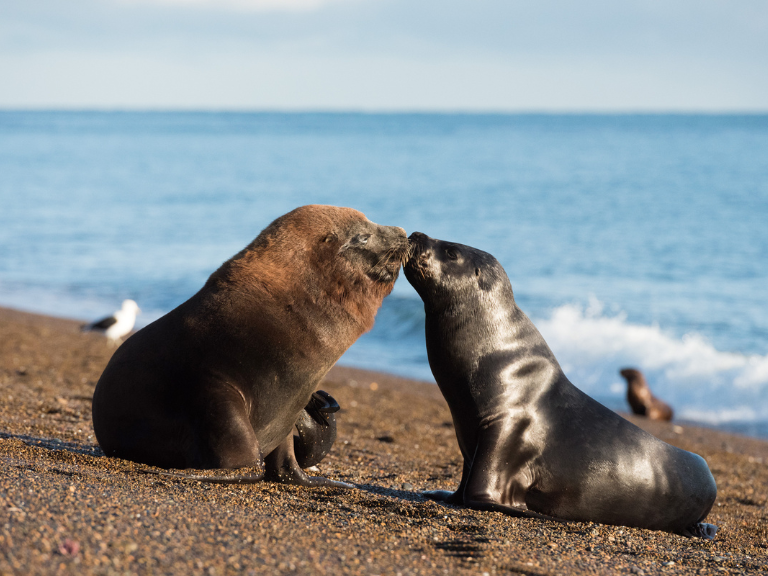 curious sea lions in Peninsula Valdes, Argentina