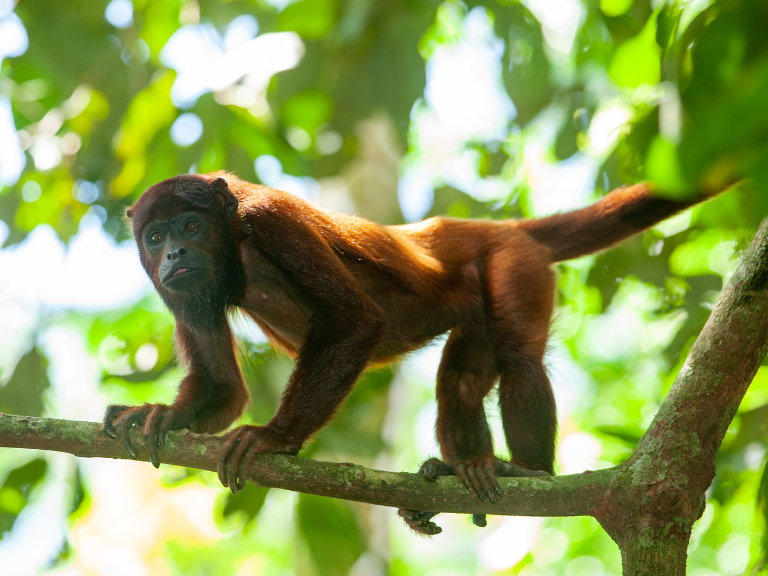 Monkey in Tambopata National Reserve