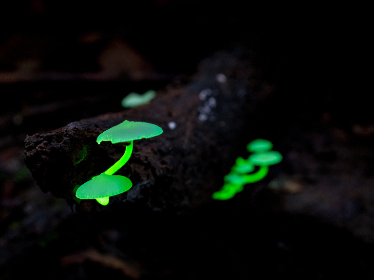bioluminescent fungi casting an ethereal glow upon the forest floor
