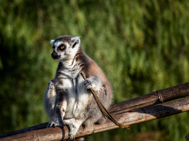 Lemurs-with-their-distinctive-personalities-and-appearances
