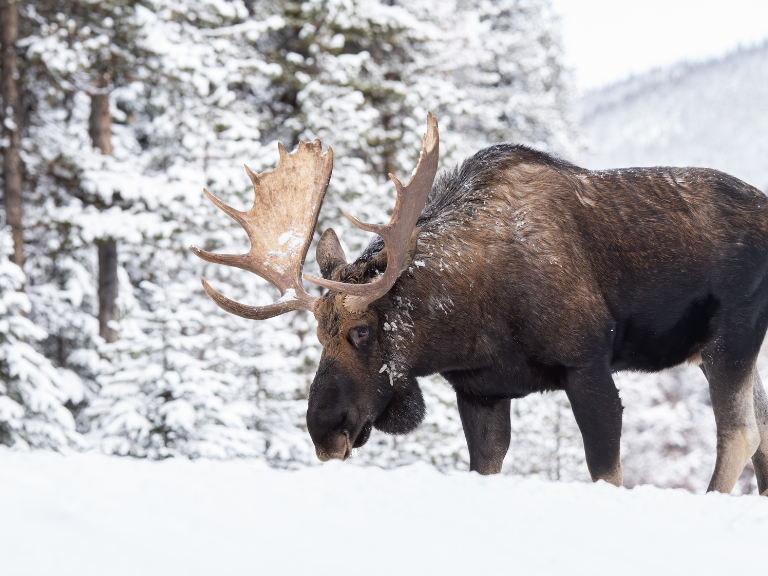 Moose-in-Jasper-a-Canadian-gem-nestled-in-the-Rockies
