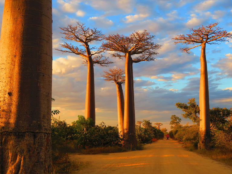 The-Avenue-of-the-Baobabs-is-an-iconic-natural-wonder