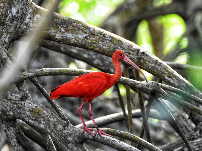 Trinidad-and-Tobago-Eudocimus-ruber-garza-roja