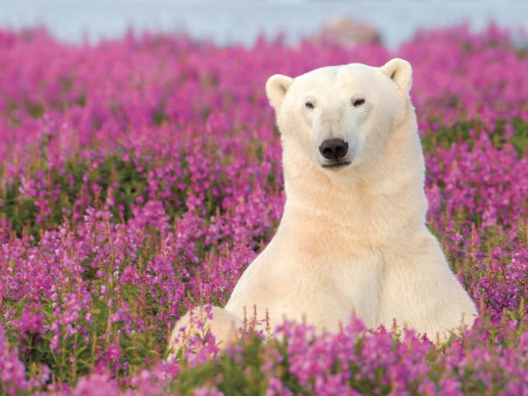 Credit-Dennis-Fast-Courtesy-of-Travel-Manitoba-Polar-Bears-in-Churchill