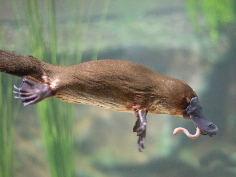 Platypus-one-of-the-animals-you-can-find-in-Tasmania