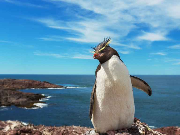 rockhopper-penguins-Tristan-Island